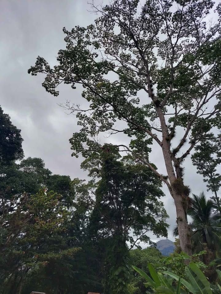 Lote en Venta - Parcelación San Lucas, Copán Ruinas imagen 4